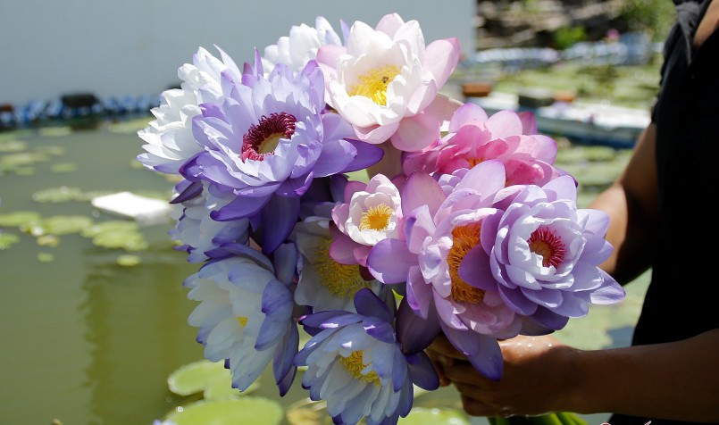 Hiện anh có khoảng 3.000 cây, củ với những loại súng khác nhau như súng Úc, súng Thái, Envy, Horizon…