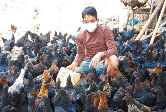 Nuôi con đặc sản đen sì, cho ăn ngô hạt, mỗi lứa bán kiếm bộn tiền