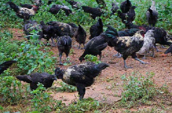 Nuôi con đặc sản đen sì, cho ăn ngô hạt, mỗi lứa bán kiếm bộn tiền Nuôi con đặc sản đen sì, cho ăn ngô hạt, mỗi lứa bán kiếm bộn tiền