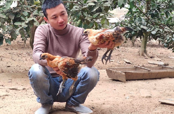 Mỗi dịp Tết đến, gia đình anh Bắc lại “cháy hàng” giống gà đen Mỗi dịp Tết đến, gia đình anh Bắc lại “cháy hàng” giống gà đen