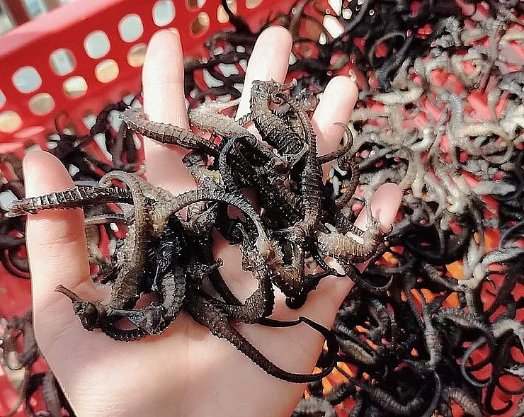 Tuy nhiên, giá trị kinh tế cao nên người tiêu dùng ưa chuộng cá ngựa tươi hơn cả vì lo ngại cá ngựa khô đã bị hút hết phần tinh tuý bên trong, chỉ còn lớp vỏ và bộ xương khô.