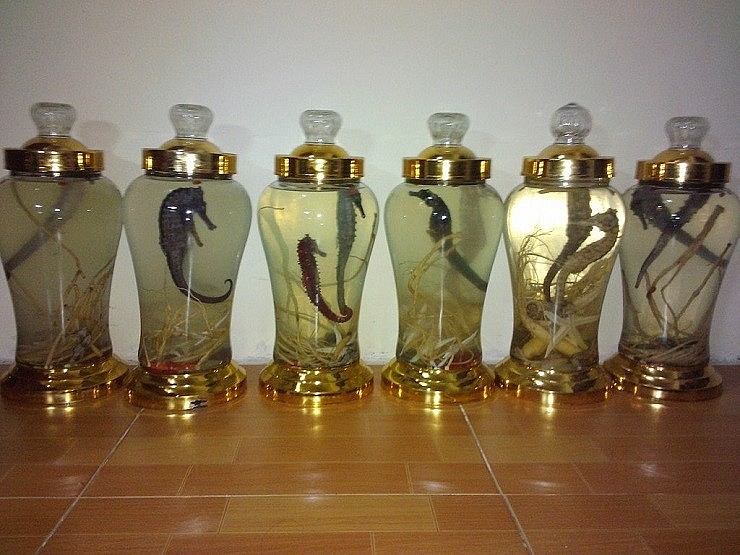 Cá ngựa ngâm rượu cũng được chào bán với giá hàng triệu đồng/bình từ 2 con trên các chợ online.