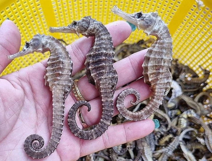 Số lượng cá ngựa trong tự nhiên ngày càng khan hiếm nên mỗi lần ra khơi, may mắn lắm ngư dân cũng chỉ bắt được vài con.