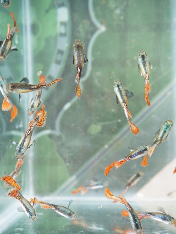 Mô hình nuôi cá cảnh và nuôi ốc bươu đen thương phẩm đã giúp anh Sinh lãi hơn 200 triệu đồng/năm. Ảnh: T.H.