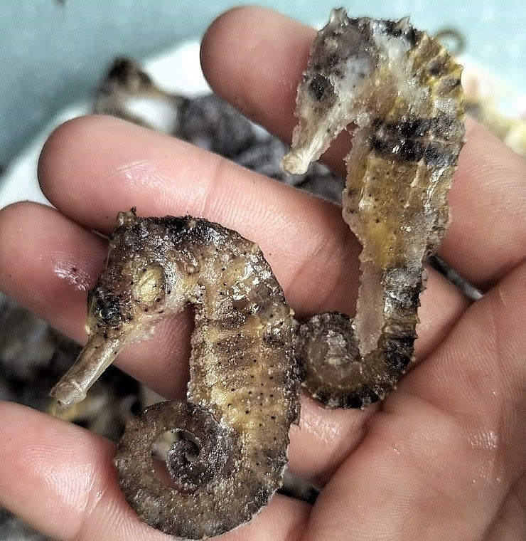 Vì vậy, cá ngựa luôn được săn lùng với giá từ 500 nghìn đồng đến cả triệu đồng/cặp, nặng chỉ từ 25-35g/con.