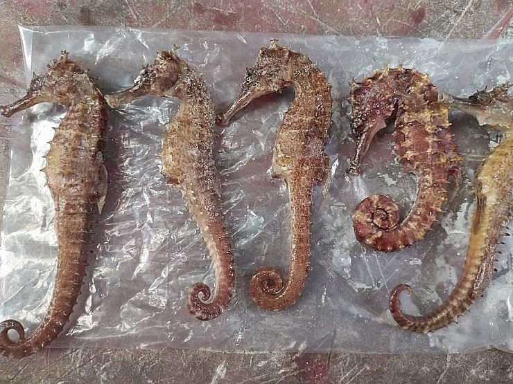 Từ lâu, cá ngựa được coi là “thần dược” trong việc điều trị yếu sinh lý cho nam giới.