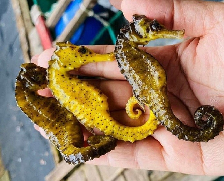 Những con cá ngựa đực được trang bị một chiếc túi ấp trứng trên bụng hoặc phía trước của chúng như chuột túi (kangaroo) để cá ngựa con phát triển.