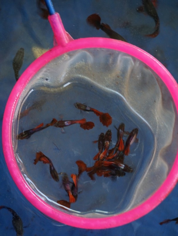 Cá bảy màu đang được thị trường khá ưa chuộng. Ảnh: T.H.