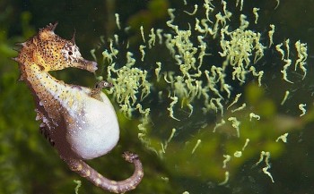 Điều bí ẩn về loài cá "thần dược" giá hàng chục triệu đồng/kg