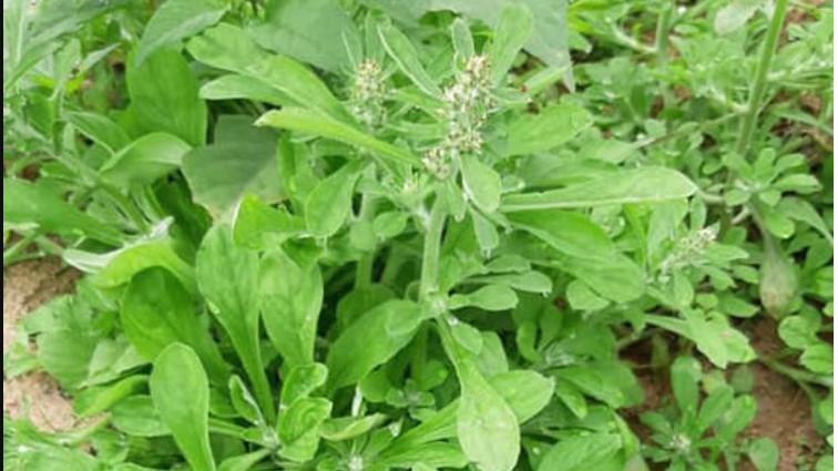 Loại rau xưa mọc dại không ai hái, nay 500 nghìn/kg cũng khó mà mua