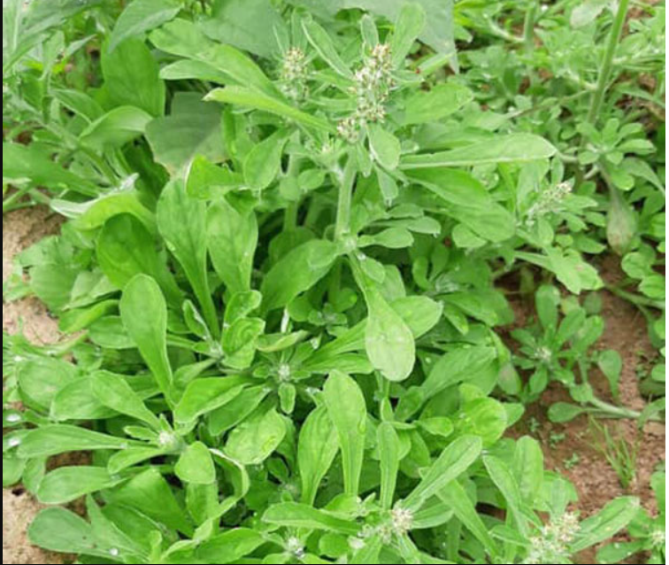 Loại rau xưa mọc dại không ai hái, nay 500 nghìn/kg cũng khó mà mua