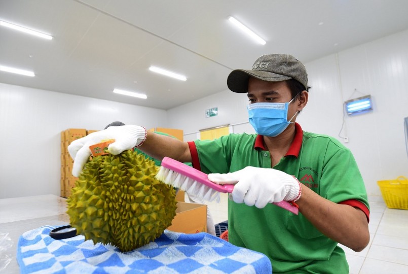 Sầu riêng được vệ sinh sạch sẽ trước khi xuất khẩu. Ảnh: BT Sầu riêng được vệ sinh sạch sẽ trước khi xuất khẩu. Ảnh: BT