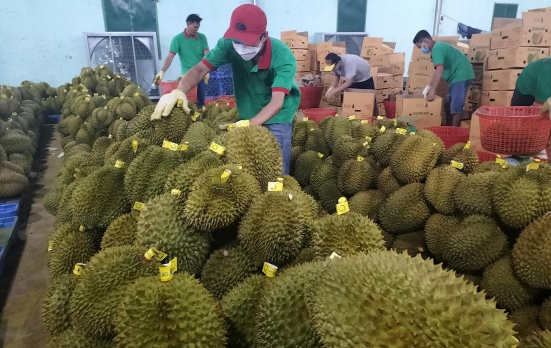 việc xuất khẩu chính ngạch mặt hàng sầu riêng tươi nguyên trái sang Trung Quốc là một hướng đi mới, bền vững. việc xuất khẩu chính ngạch mặt hàng sầu riêng tươi nguyên trái sang Trung Quốc là một hướng đi mới, bền vững.