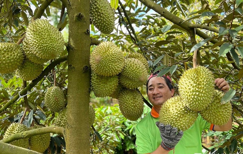 Trong vòng 10 năm trở lại đây, diện tích trồng và sản lượng sầu riêng ở nước ta gia tăng nhanh chóng. Trong vòng 10 năm trở lại đây, diện tích trồng và sản lượng sầu riêng ở nước ta gia tăng nhanh chóng.