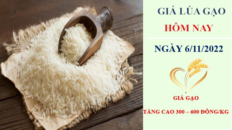 Giá lúa gạo hôm nay 6/11/2022: Tổng kết tuần giá gạo liên tục tăng