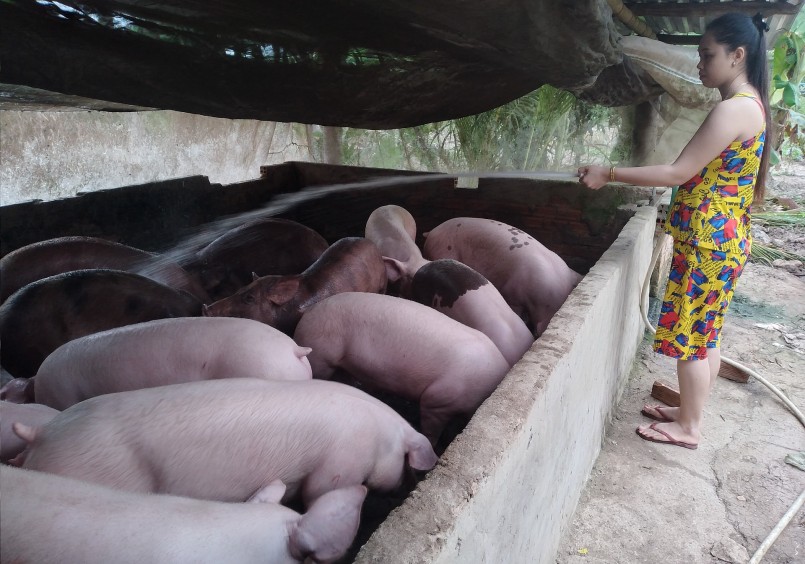 Giá heo hơi hôm nay tiếp tục giảm sâu, có nơi chỉ còn 50.000 đồng/kg.