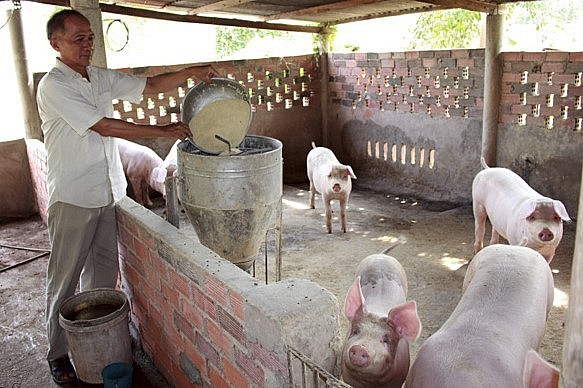 Người nuôi heo hiện đang lỗ nặng, các hiệp hội địa phương tiếp tục kiến nghị hỗ trợ việc xuất khẩu heo.