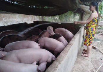 Heo giảm mạnh, xuất khẩu nhỏ giọt, tiếp tục cân nhắc phương án mở biên xuất heo