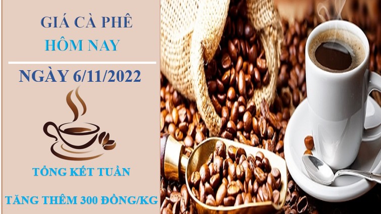 Giá cà phê hôm nay 6/11/2022: Tăng thêm 300 đồng/kg/tuần