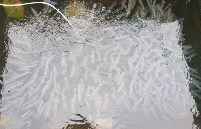 Đặc sản nhảy tanh tách trong miệng chỉ có ở Hà Tĩnh