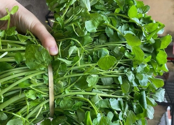 Chị em “phải lòng” thứ rau này miền núi, giá 50.000 đồng/kg vẫn đắt hàng