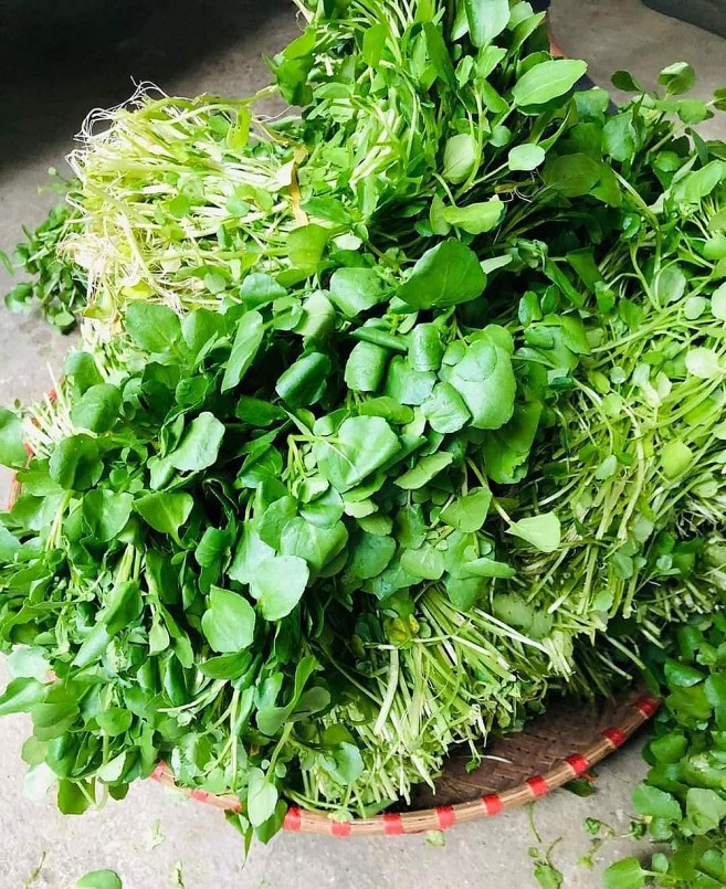 Rau cải xoong đắt như tôm tươi, người dân bán được hàng tạ rau chỉ trong vài giờ