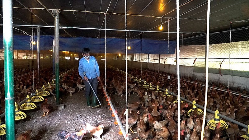 Mô hình nuôi gà gia công của ông Nguyễn Đăng Khoa Mô hình nuôi gà gia công của ông Nguyễn Đăng Khoa