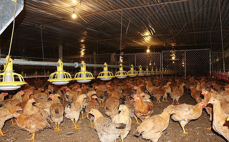 Trang trại nuôi gà gia công Trang trại nuôi gà gia công