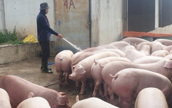 Giá heo hơi liên tục giảm, người chăn nuôi chờ những giải pháp cấp bách