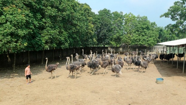 Nuôi con ăn ít, 10 tháng nặng hàng tạ, thu lời 35 triệu mỗi tháng