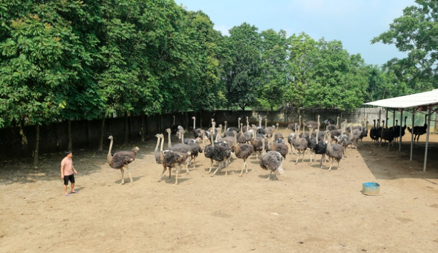 Anh Tú chia sẻ, giống đà điểu Châu Phi 2 ngón rất dễ chăm sóc. 