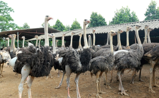 Theo anh Tú, mô hình nuôi đà điểu đòi hỏi vốn đầu tư ban đầu lớn, quy mô chuồng trại tốn diện tích, chi phí con giống khá cao (trên dưới 1,7 triệu đồng/con) nên việc duy trì giữ đầu con rất quan trọng