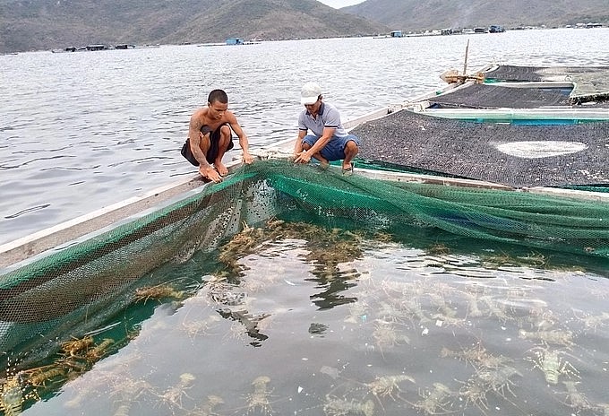 Nuôi tôm hùm trên vịnh Vân Phong, tỉnh Khánh Hòa. Ảnh: ĐB.