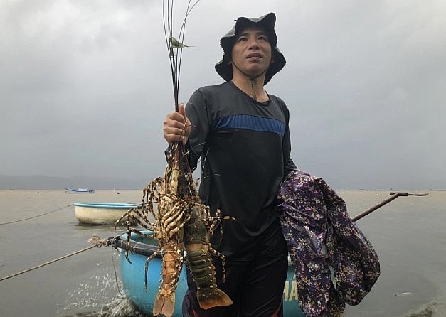 Tôm hùm có giá trị kinh tế cao, tuy nhiên người nuôi tôm hùm nhiều phen trắng tay vì dịch bệnh.