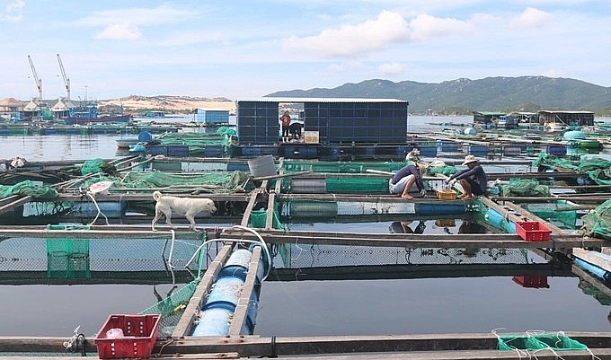 Lồng bè nuôi tôm hùm chủ yếu làm bằng gỗ tre không thích ứng với thiên tai. Ảnh: KS.