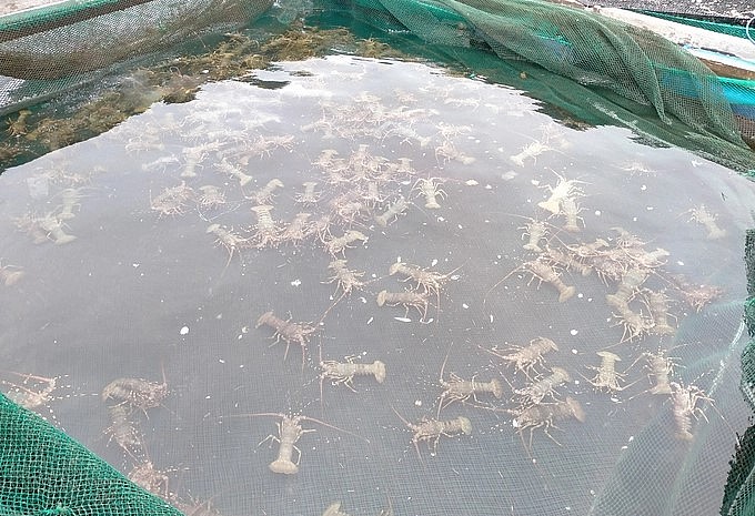 Tôm hùm là loại có giá trị kinh tế cao, chủ yếu xuất sang thị trường Trung Quốc. Ảnh: ĐB.