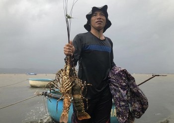 Làm cách nào để nghề nuôi tôm hùm thoát cảnh bấp bênh