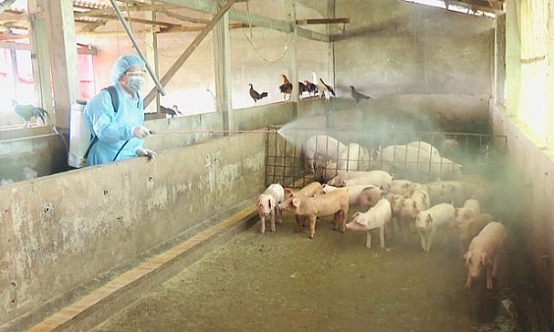 Tình hình dịch bệnh trên đàn heo gần đây cũng thường xuyên xảy ra.