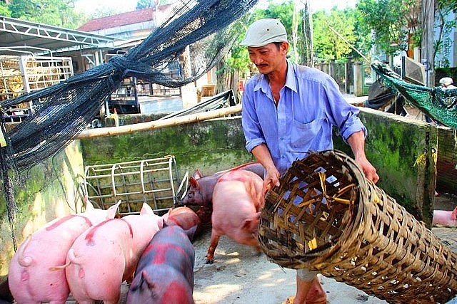 Giá heo hơi hôm nay quanh mức 52 đến 56.000 đồng/kg.