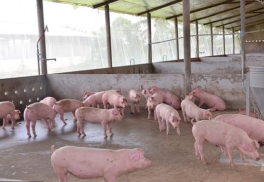 Giá heo hơi ngày đầu tuần chưa có những biến động.