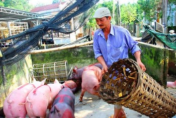 Bất lực nhìn giá heo giảm mạnh, đây mới là điều khiến người nuôi heo lo lắng nhất