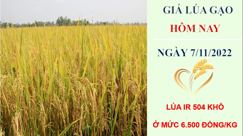 Giá lúa gạo hôm nay 7/11/2022: Ổn định phiên đầu tuần