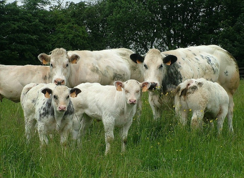 Bò 3B chỉ bắt đầu phát triển cơ bắp khi chúng từ 4 - 6 tuần tuổi. Bò 3B chỉ bắt đầu phát triển cơ bắp khi chúng từ 4 - 6 tuần tuổi.