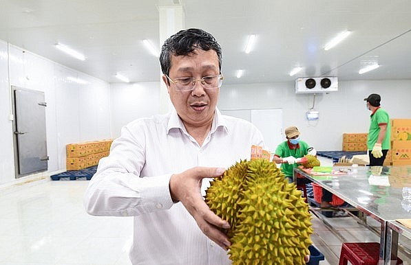 Ông Hoàng Trung kiểm tra sầu riêng trong quá trình sơ chế trước khi đóng gói xuất khẩu sang Trung Quốc. Ảnh: Tùng Đinh.