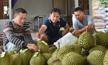 Người trồng sầu riêng cần làm gì để chủ động trong việc cấp mã số vùng trồng?