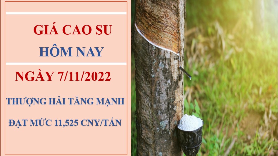 Giá cao su hôm nay 7/11/2022: Đồng loạt tăng tại các sàn châu Á