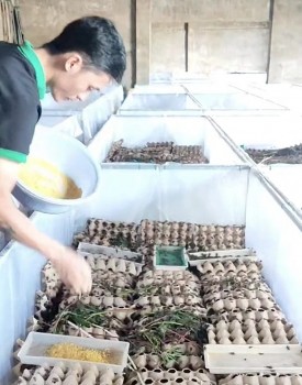 Kinh ngạc với trại nuôi dế 600m2 của chàng kỹ sư, doanh thu 700 triệu đồng/tháng