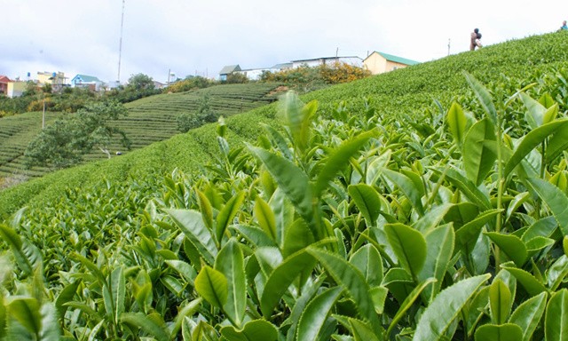 Chè Ba Trại mang một dư vị khác biệt so với các loại chè khác