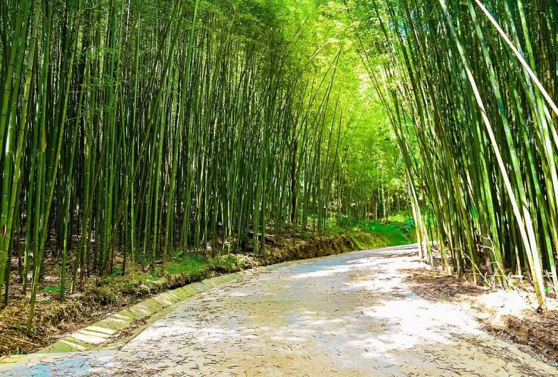 Không gian rừng trúc sào xanh mát trải dài tít tắp.