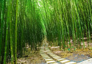 Rừng trúc sào Cao Bằng ở độ cao ngàn mét kỳ vĩ như phim cổ trang